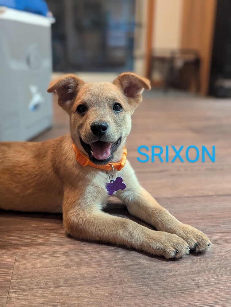 Srixon
