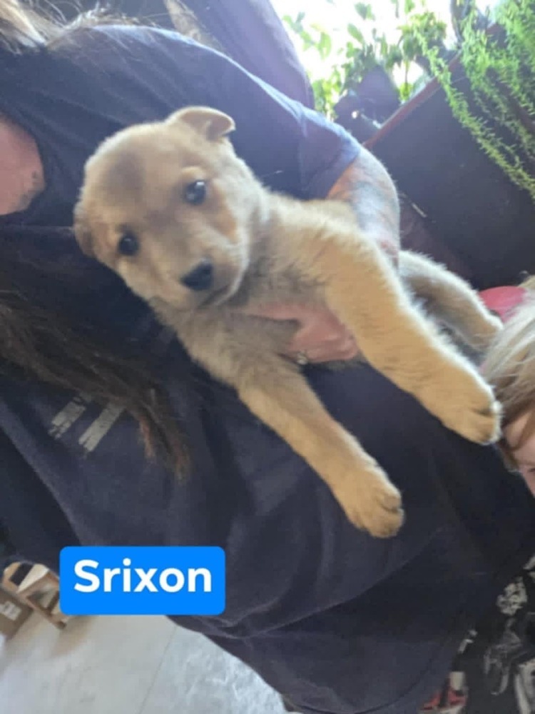 Srixon