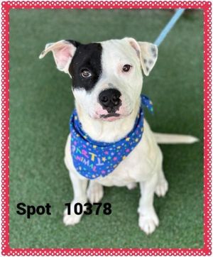 Primary Color White Secondary Color Black Weight 49lbs Age 2yrs 0mths 1wks