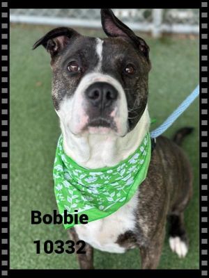 Primary Color Brindle Secondary Color White Weight 745625lbs Age 7yrs 0mths 1wks Animal has bee