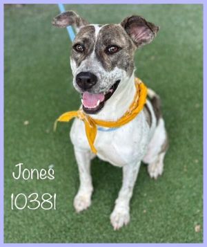 Primary Color Brown Secondary Color White Weight 35lbs Age 1yrs 0mths 1wks