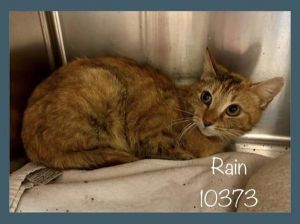 Primary Color Tortoiseshell Secondary Color Orange Tabby Weight 55625lbs Age 3yrs 0mths 1wks