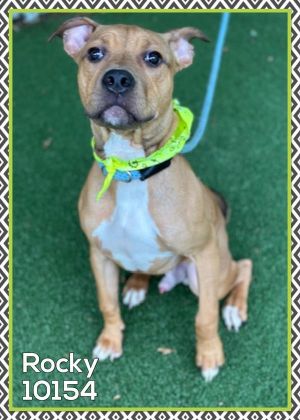 Primary Color Tan Secondary Color Brown Weight 25lbs Age 1yrs 0mths 2wks