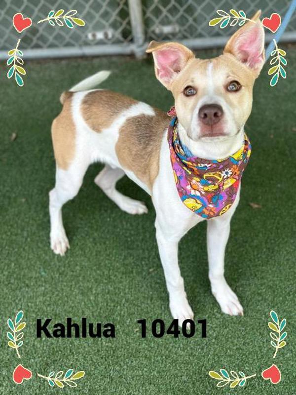 Kahlua ()