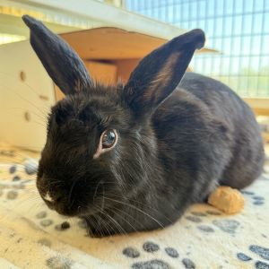 Bluebell Bunny Rabbit Rabbit