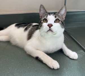Pee Wee Domestic Short Hair Cat