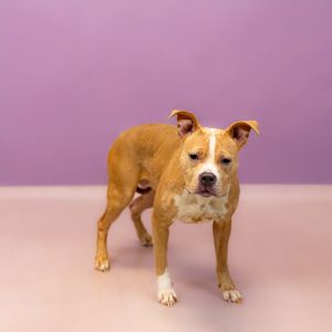 Primary Color Tan Secondary Color White Weight 38lbs Age 2yrs 0mths 2wks Animal has been Spayed