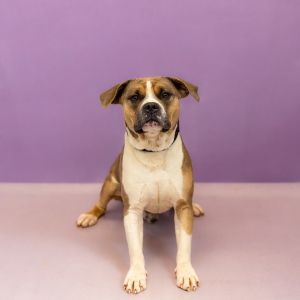 Primary Color Brindle Secondary Color White Weight 58lbs Age 3yrs 0mths 0wks Animal has been Neu