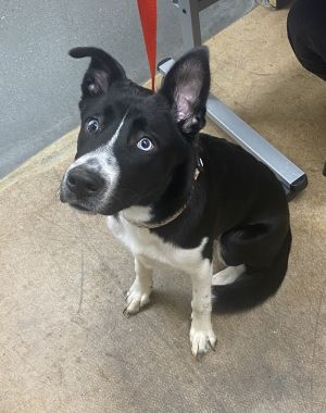 Primary Color Black Secondary Color White Weight 43lbs Age 0yrs 11mths 0wks Animal has been Neut
