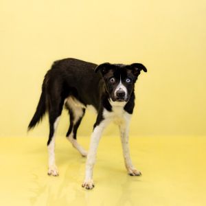 Primary Color Black Secondary Color White Weight 43lbs Age 0yrs 11mths 1wks Animal has been Neut