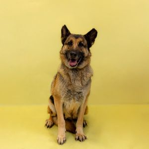 Primary Color Black Secondary Color Brown Weight 69lbs Age 5yrs 0mths 1wks Animal has been Spaye