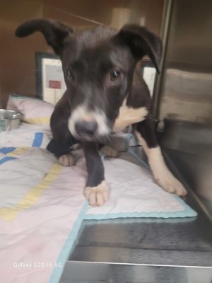 Primary Color Black Secondary Color White Weight 209lbs Age 0yrs 4mths 0wks