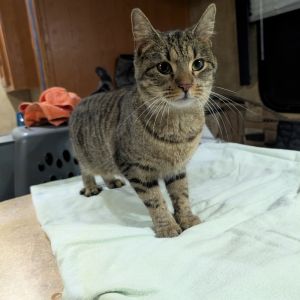 Tillie -the sweetest! FeLV+ (only kitty or with other FeLV+), Young Female Domestic Short Hair