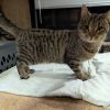Tillie -the sweetest! FeLV+ (only kitty or with other FeLV+) photo 2