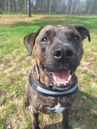 Boyka, an adoptable Mixed Breed in Gwinn, MI, 49841 | Photo Image 1