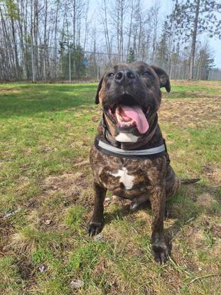 Boyka, an adoptable Mixed Breed in Gwinn, MI, 49841 | Photo Image 2