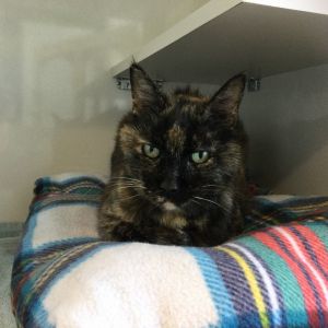 Terri Domestic Short Hair Cat