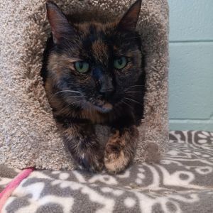 Terri is a gentle kind-hearted Manx cat meaning she has no tail who just might be the sweetest ca