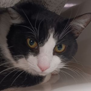 Shaggy Domestic Short Hair Cat