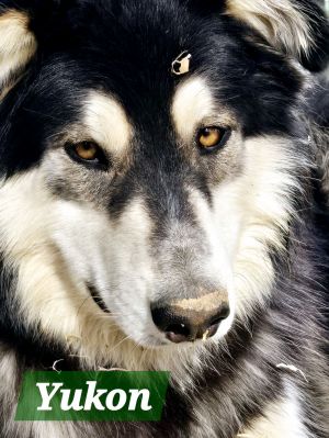 You can fill out an adoption application online on our official website Pup of the week award goes 