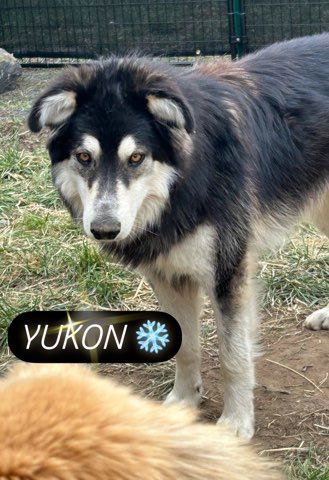 YUKON