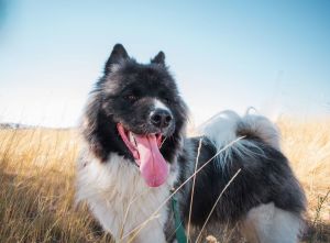 You can fill out an adoption application online on our official website MAGGIE loves people and cra