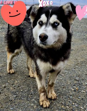 KIT BELLEW Alaskan Malamute Dog
