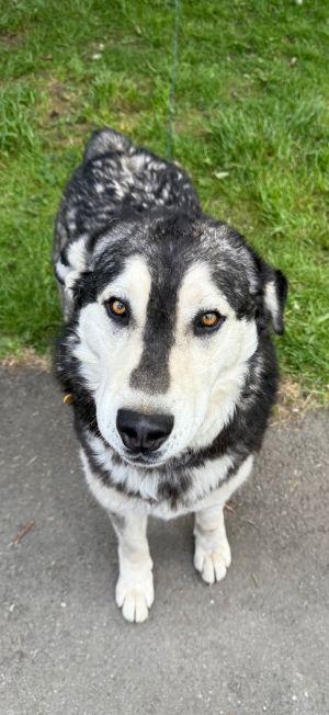 You can fill out an adoption application online on our official website Please meet the incredible 
