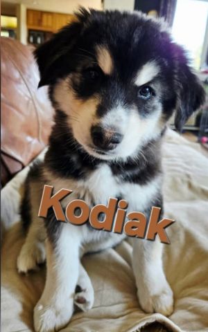 You can fill out an adoption application online on our official websiteKODIAK is an Alaskan Malamut