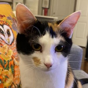 Abby, Young Female Domestic Short Hair