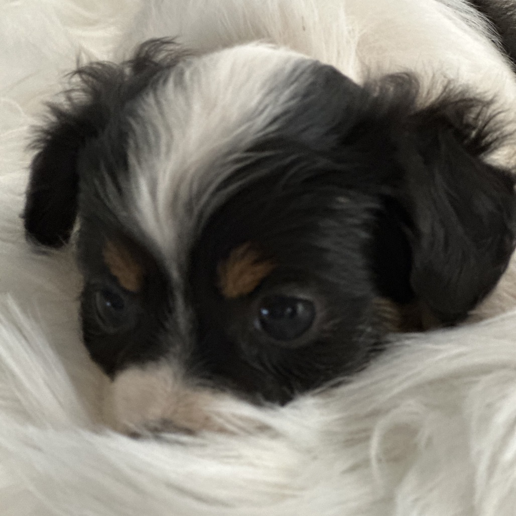 Teddy Bear