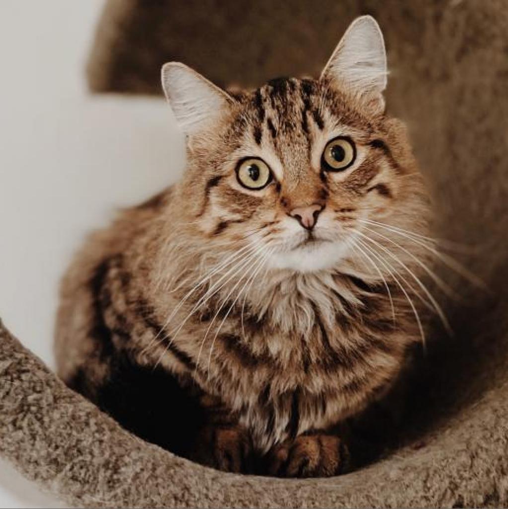 Storm, an adoptable Domestic Long Hair in Fort Bragg, CA, 95437 | Photo Image 1