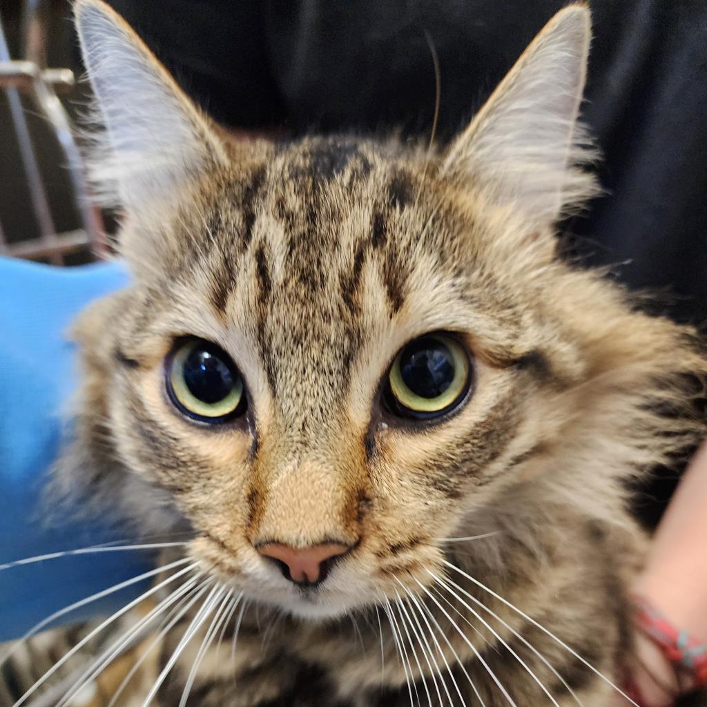 Storm, an adoptable Domestic Long Hair in Fort Bragg, CA, 95437 | Photo Image 3