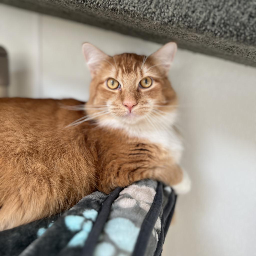 Butters, an adoptable Domestic Long Hair in Fort Bragg, CA, 95437 | Photo Image 1