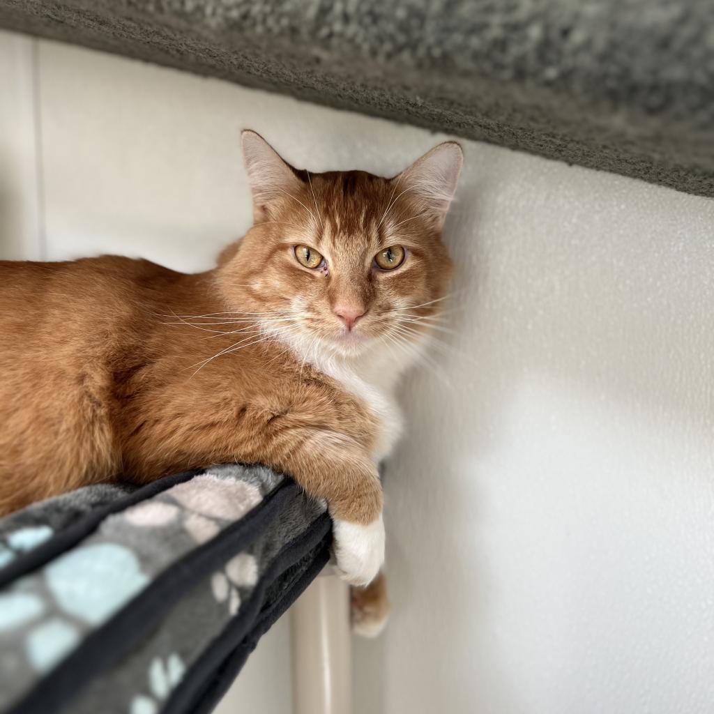 Butters, an adoptable Domestic Long Hair in Fort Bragg, CA, 95437 | Photo Image 2