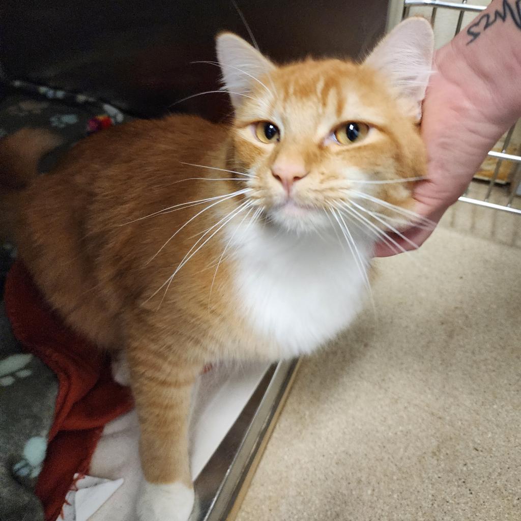 Butters, an adoptable Domestic Long Hair in Fort Bragg, CA, 95437 | Photo Image 3