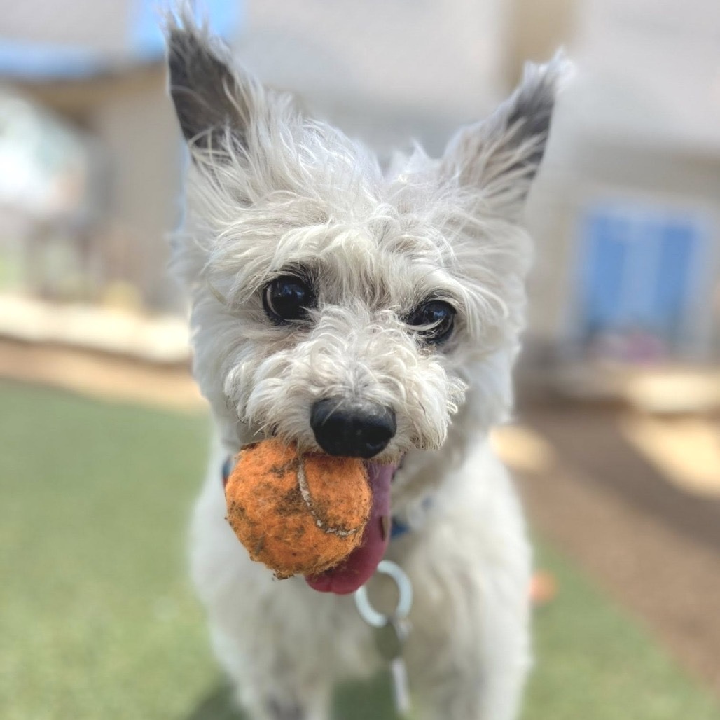 Charlie