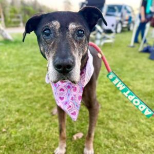 Jenny Sparks, Senior Female Pit Bull Terrier