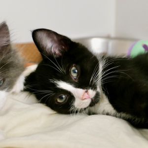 Anthony Domestic Short Hair Cat