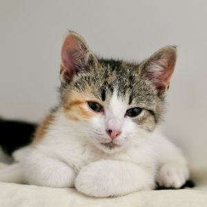 Ina Domestic Short Hair Cat