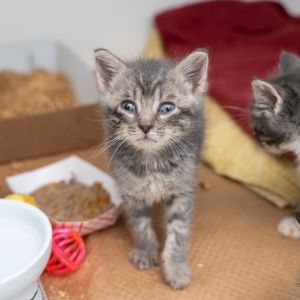 Hawthorn Domestic Short Hair Cat