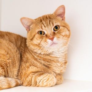 Lolo Domestic Short Hair Cat