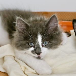 Gordan Domestic Medium Hair Cat