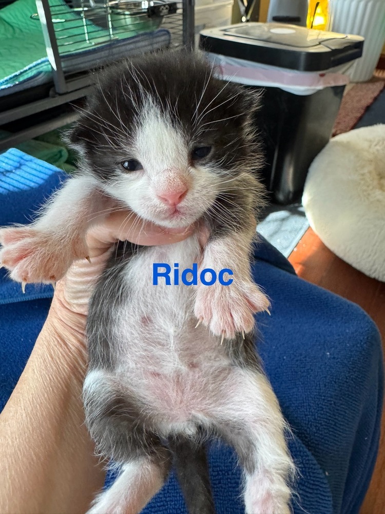 Ridoc