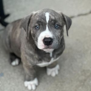 Hass Mixed Breed Dog