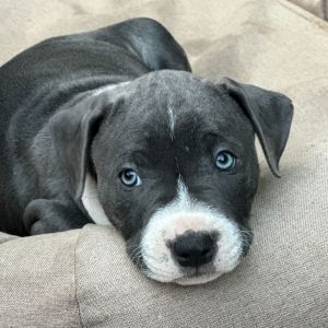 Fuerte Mixed Breed Dog