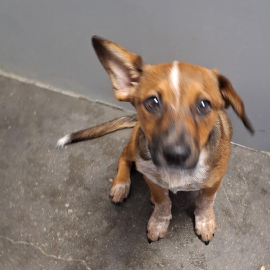 Kangaroo, an adoptable Cattle Dog in Garden City, KS, 67846 | Photo Image 1