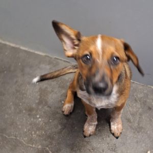 Kangaroo, Baby Female Cattle Dog