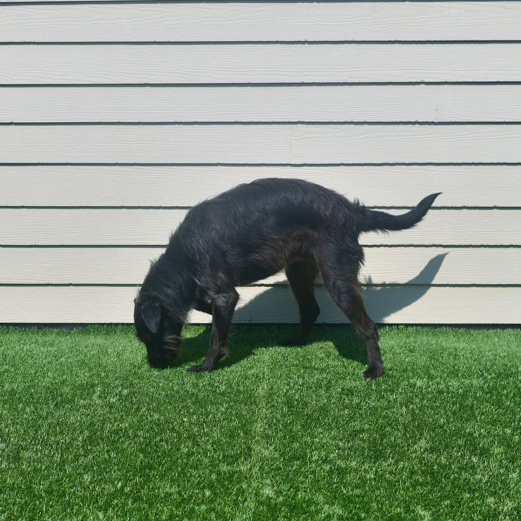 Chewy