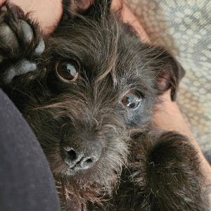 Sweet Starla had a rough start in life She came to us from the Rio Grande Valley with a broken